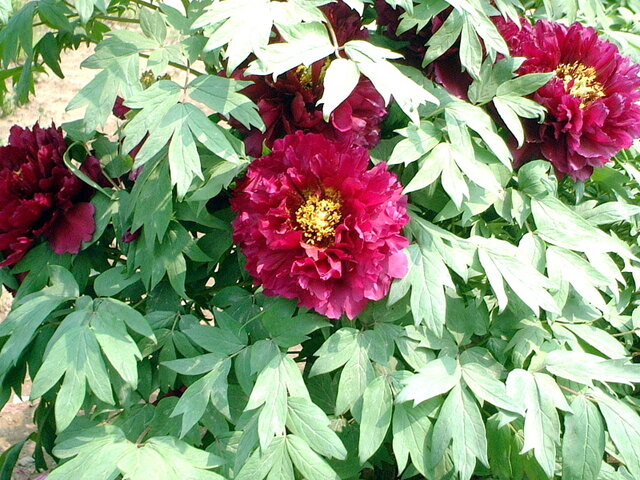 Paeonia suffruticosa