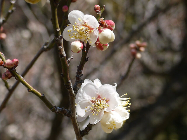 Prunus mume  'Hakutaka'