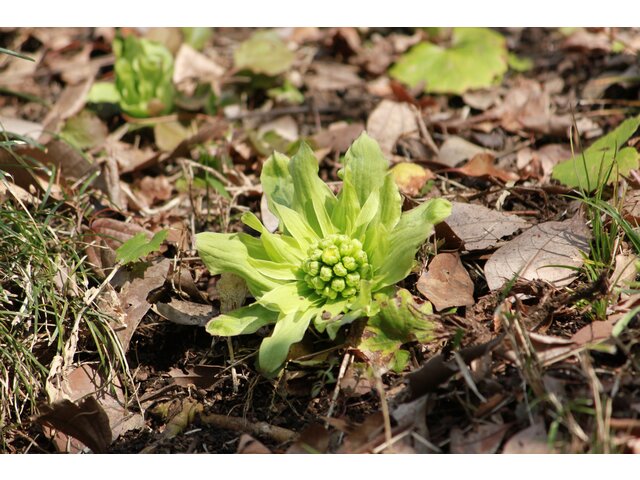 Petasites japonicus