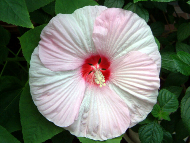 アメリカフヨウ Hibiscus Moscheutos かぎけん花図鑑