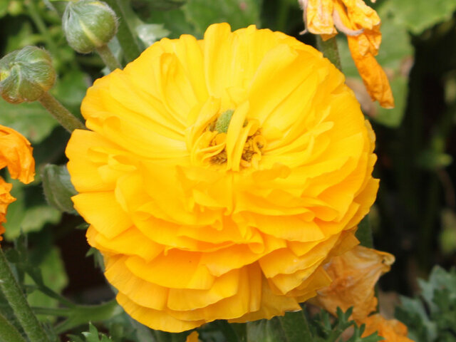 Persian buttercup