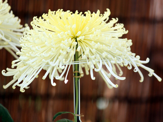 Shinseiko no asa (florists’ daisy)
