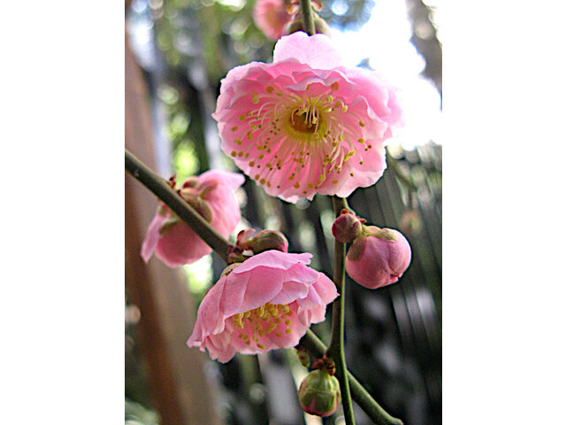 Weeping plum