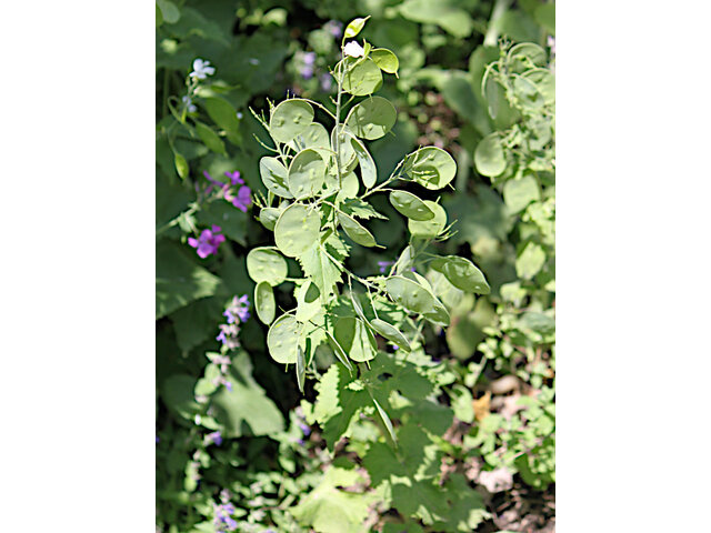 Lunaria annua