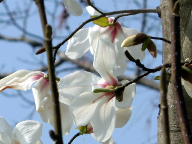 Magnolia kobus