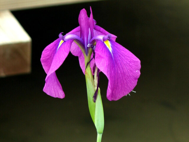  Japanese water iris