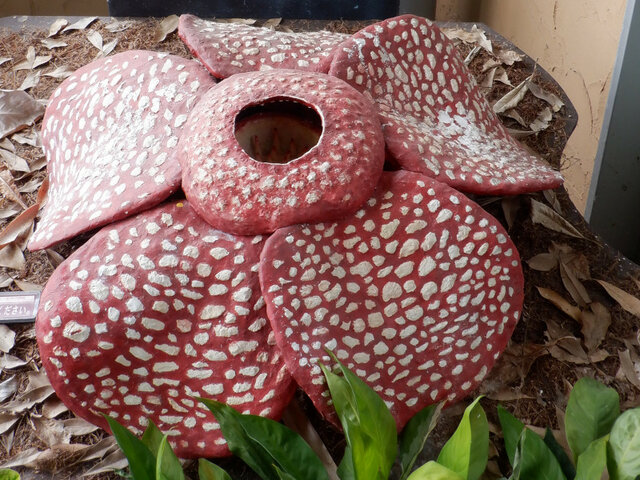 Jardiniere Rafflésia