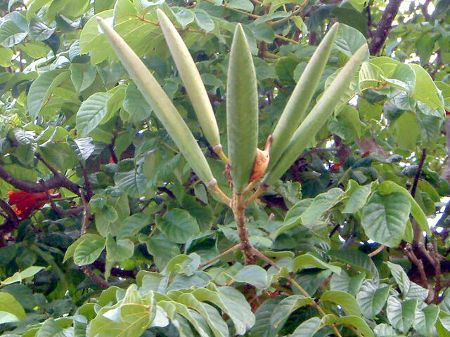 African Tulip Tree