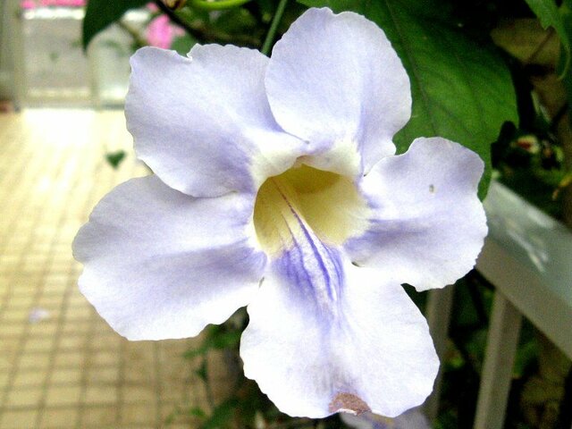 Thunbergia grandiflora