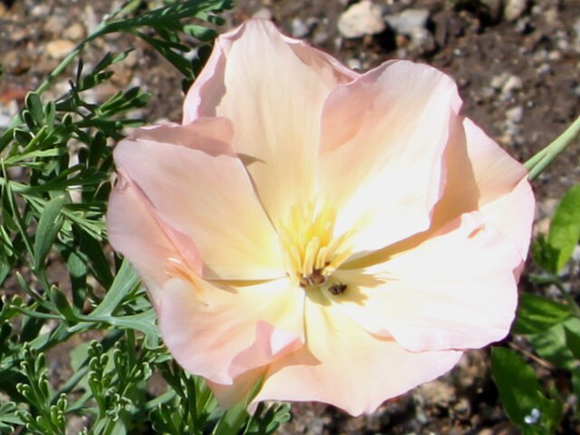 ハナビシソウ Eschscholtzia Californica かぎけん花図鑑 ハナビシソウ Eschscholtzia Californica かぎけん花図鑑