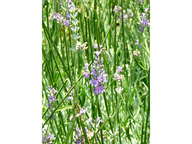 English Lavender