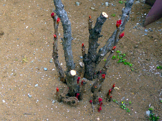 Paeonia suffruticosa