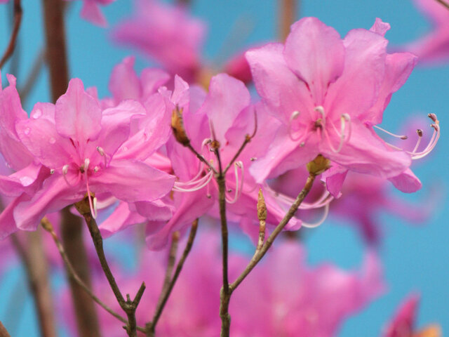 Rhododendron dilatatum