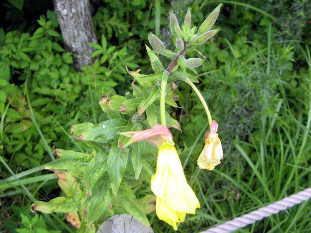 Oenothera erythrosepala