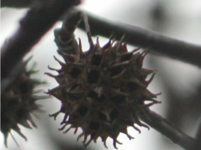 Liquidambar styraciflua 