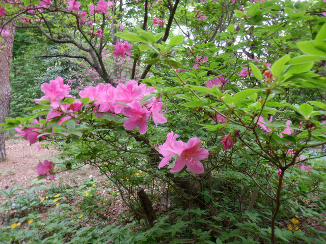 Rhododendron transiens