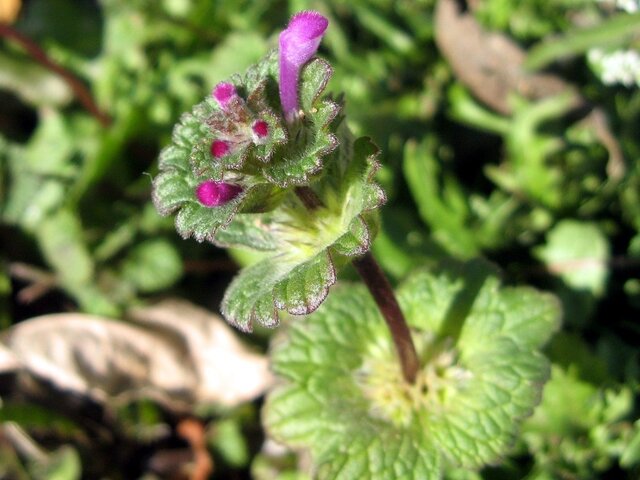 henbit dead-nettle