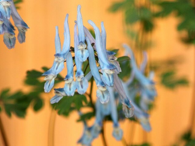 Corydalis