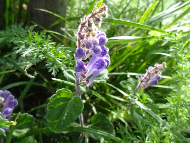 誕生花　7月3日　立浪草、蓮