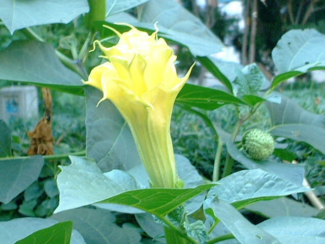 Datura tatula