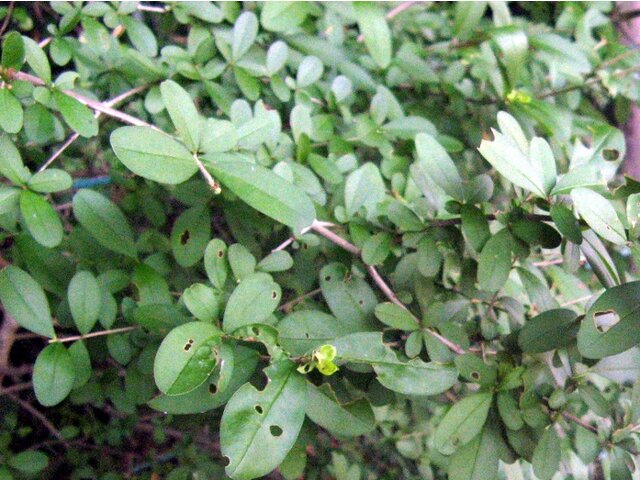 Wax privet