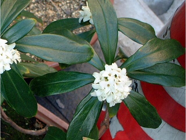 Daphne odora alba