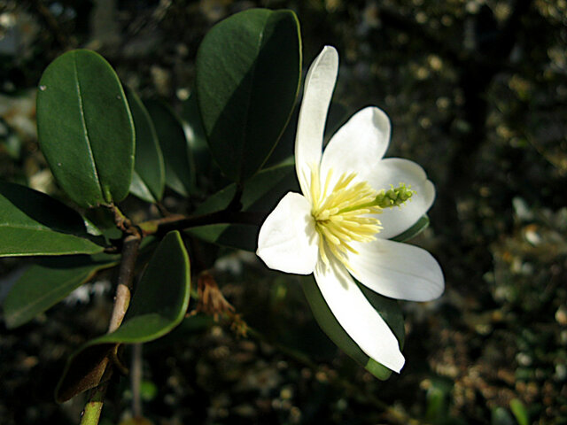 Michelia yunnanensis