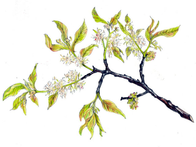 エノキ | Celtis sinensis | かぎけん花図鑑