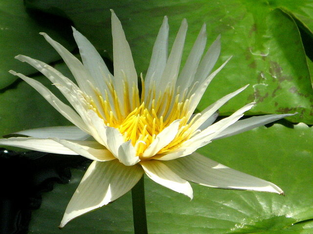 Water lily