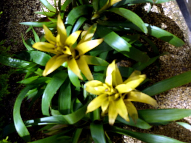 Guzmania hybrids