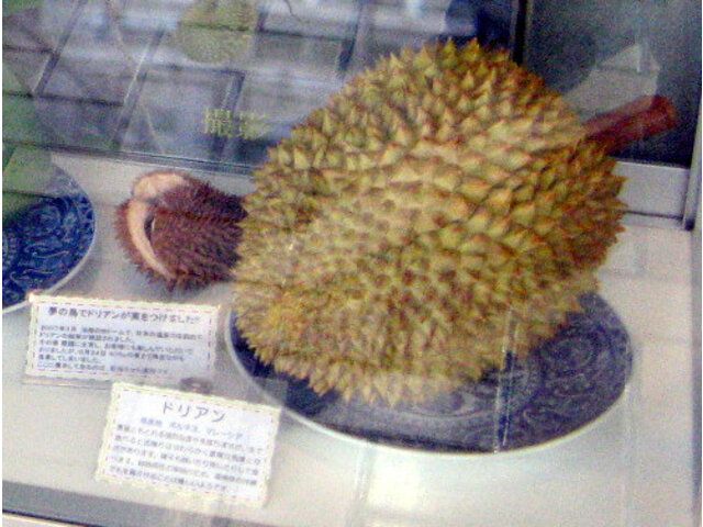 ドリアン Durio Zibethinus かぎけん花図鑑