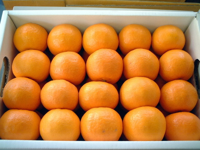 Natsudaidai orange