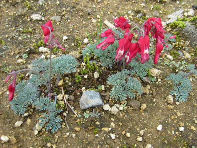 Dicentra