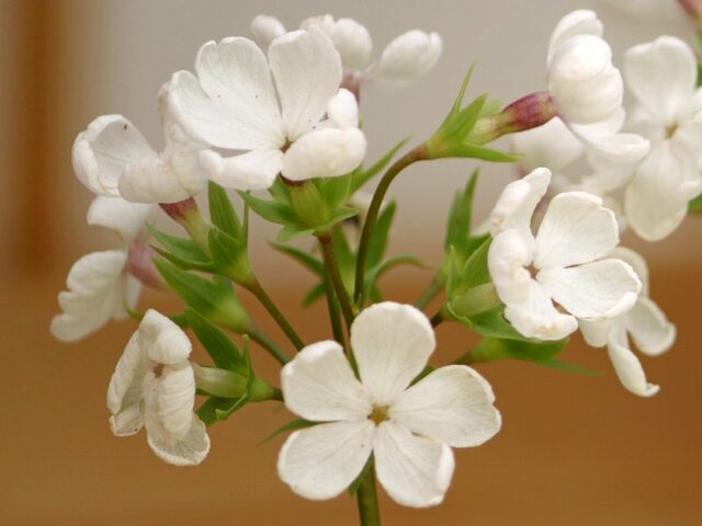 Primrose Myochiriki