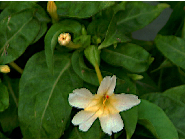 Mirabilis jalapa