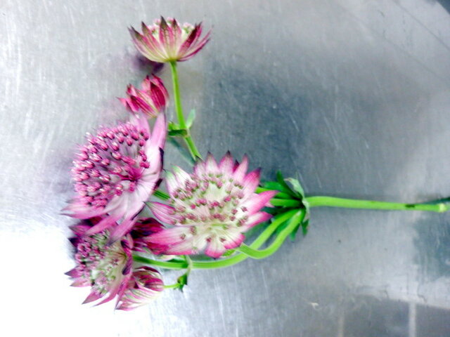 Astrantia major