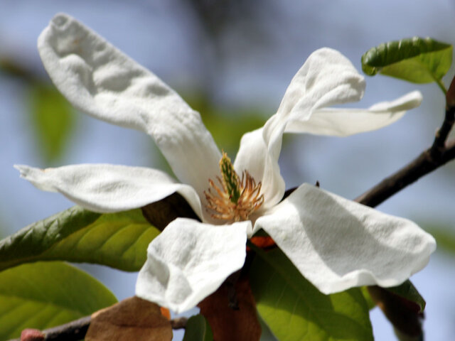 Magnolia kobus