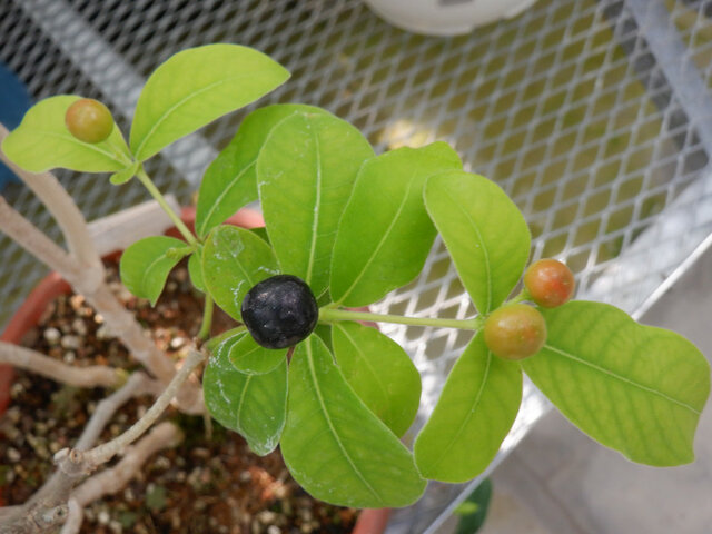 Rauvolfia tetraphylla