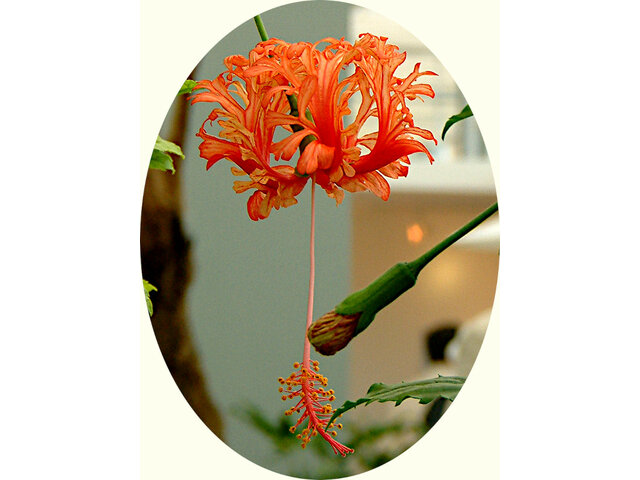 Hibiscus schizopetalus