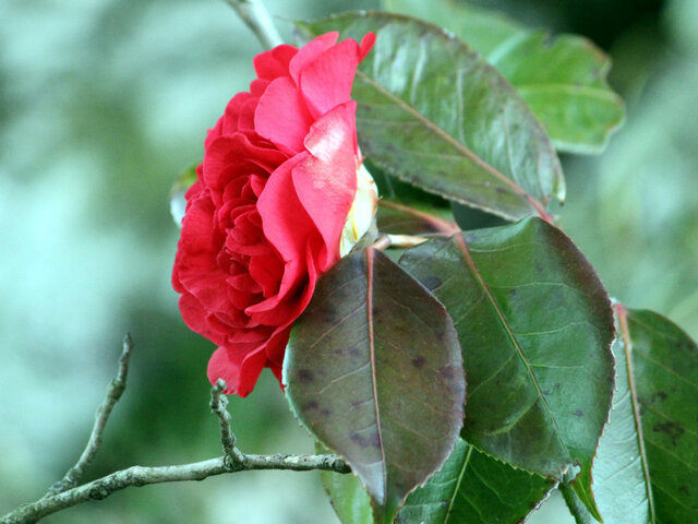 Camellia japonica cv. Hakuronishiki