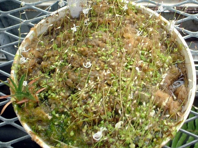 Utricularia longifolia