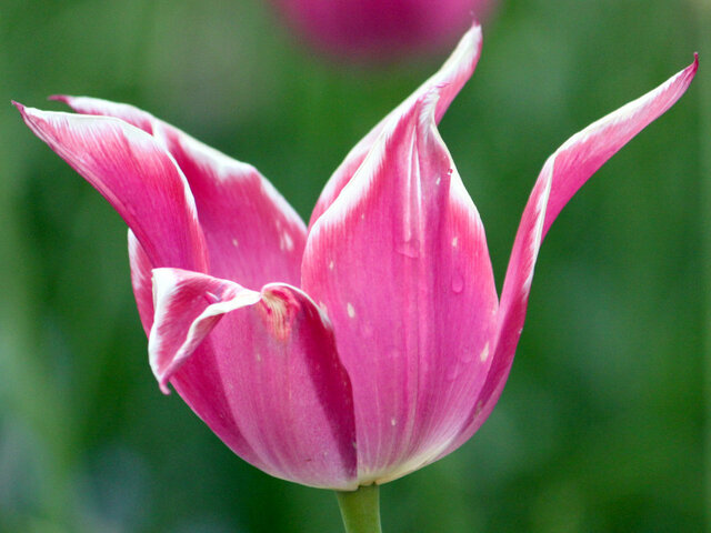 Tulipa Ballade