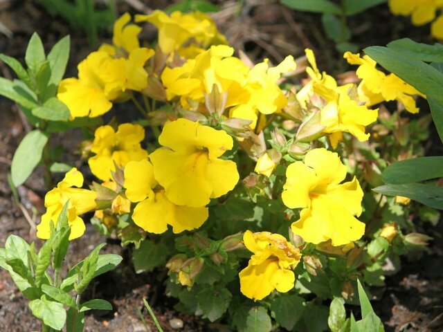 Mimulus ’Mystic Yellow’ 