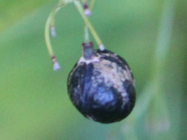 Solomon's Seal