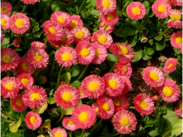 Bellis perennis