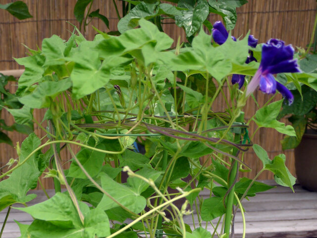 変化朝顔 大輪朝顔 かぎけん花図鑑