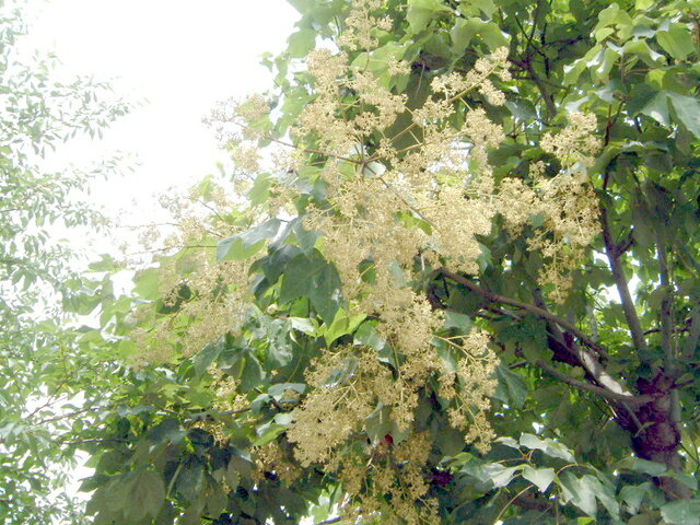 Camphor tree