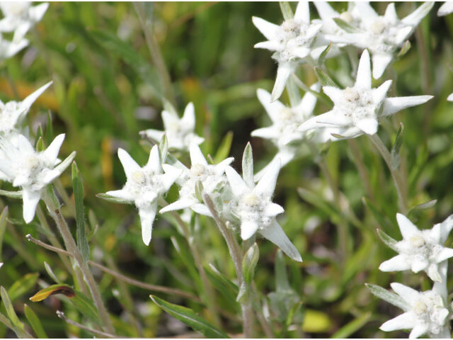 Edelweiss