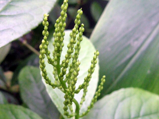 Chloranthus spicatus