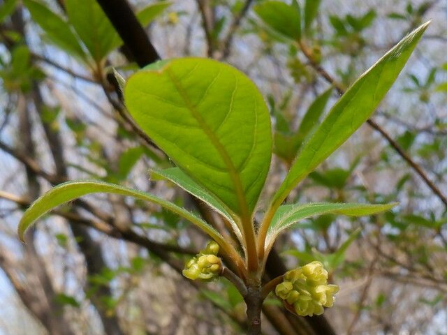 Lindera umbellata